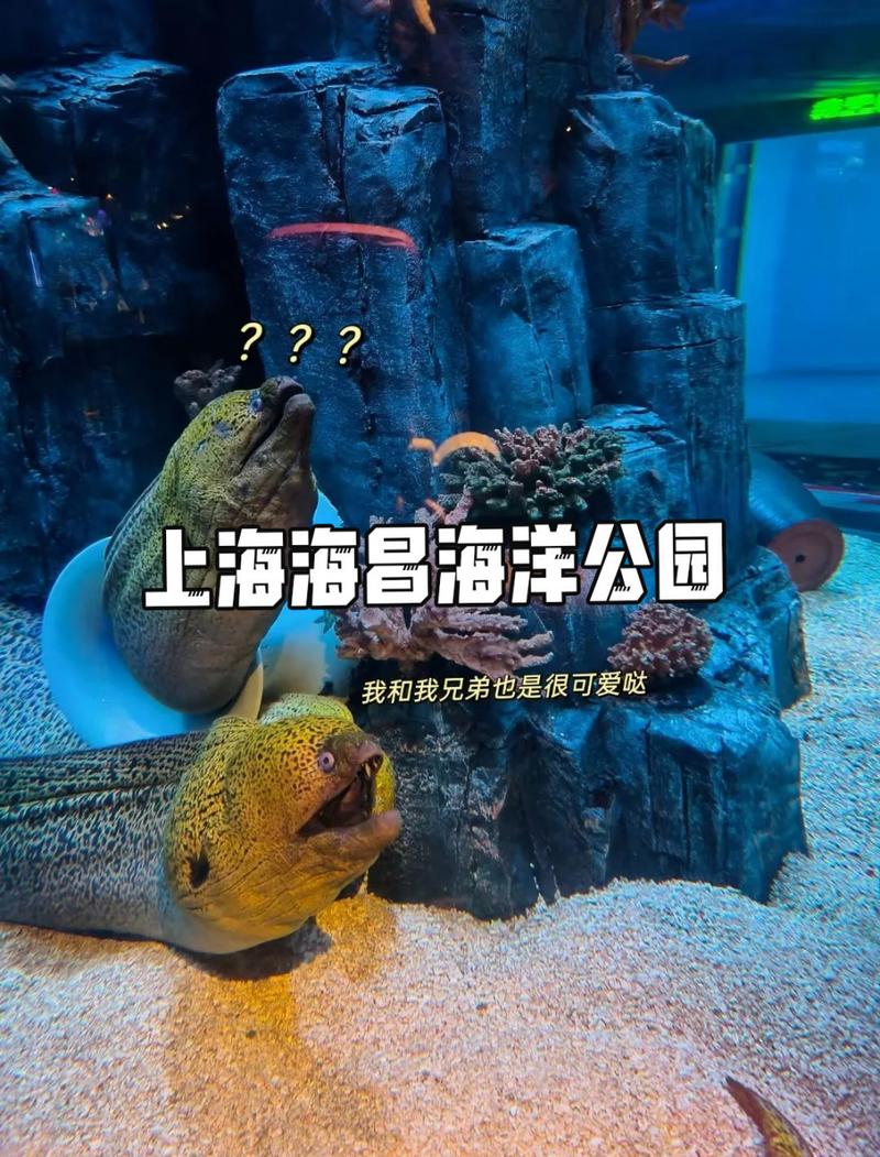 上海三个海洋馆有什么区别,上海三个海洋馆去哪个? 上海三个海洋馆有什么区别,上海三个海洋馆去哪个?