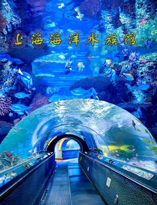 上海三个海洋馆有什么区别,上海三个海洋馆去哪个? 上海三个海洋馆有什么区别,上海三个海洋馆去哪个?